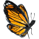 The Queen Monarch Butterfly